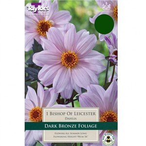 Dahlia Tuber 'Bishop Of Leicester' Pre-pack